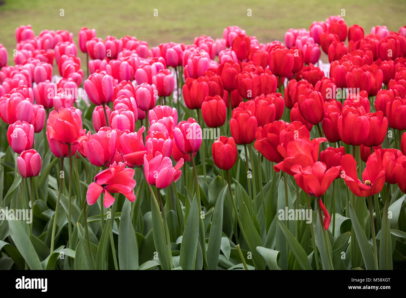 red tulips flowers blooming in a garden Stock Photo - Alamy