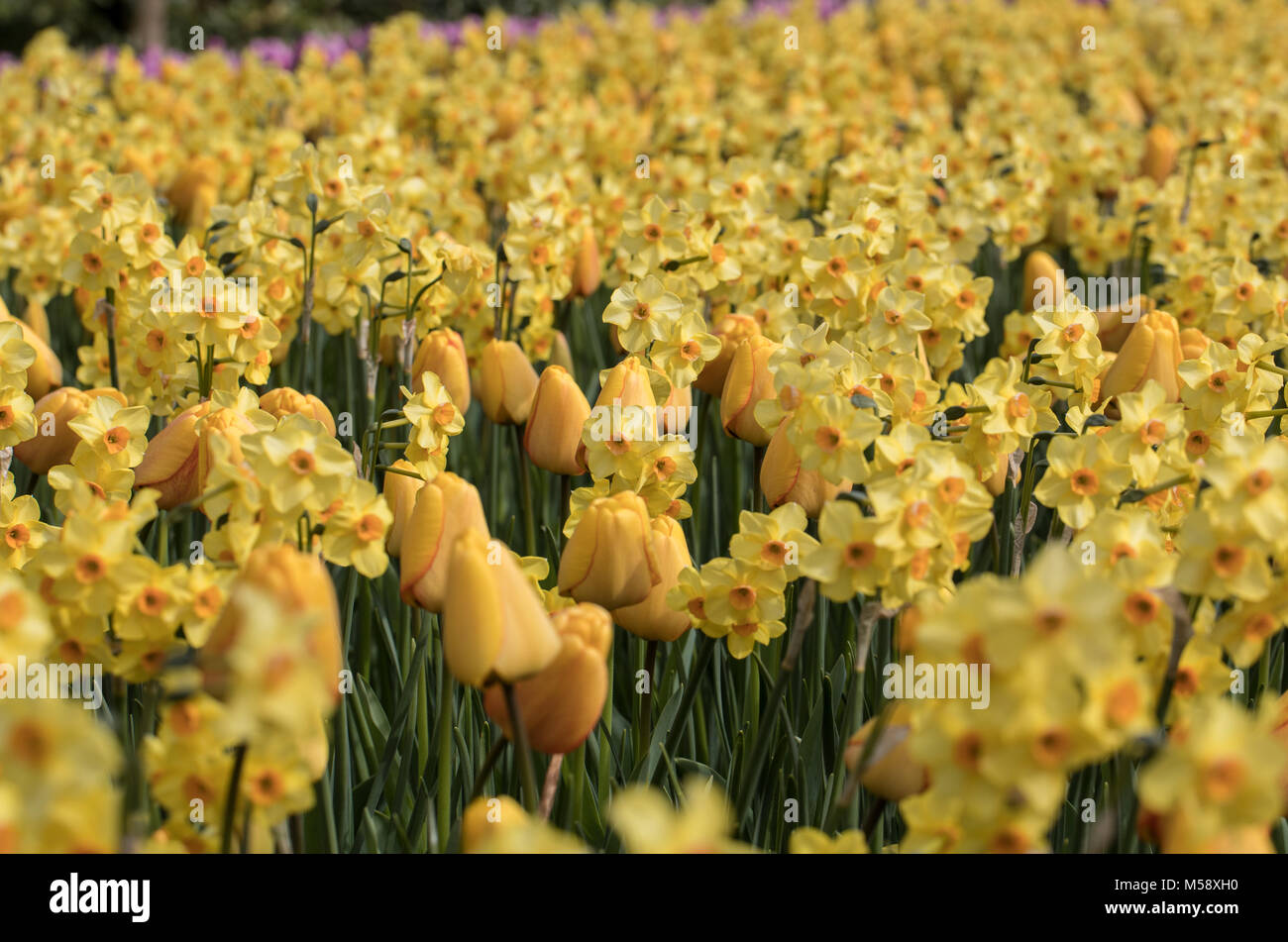 Yellow tulips and daffodils blooming in a garden Stock Photo - Alamy