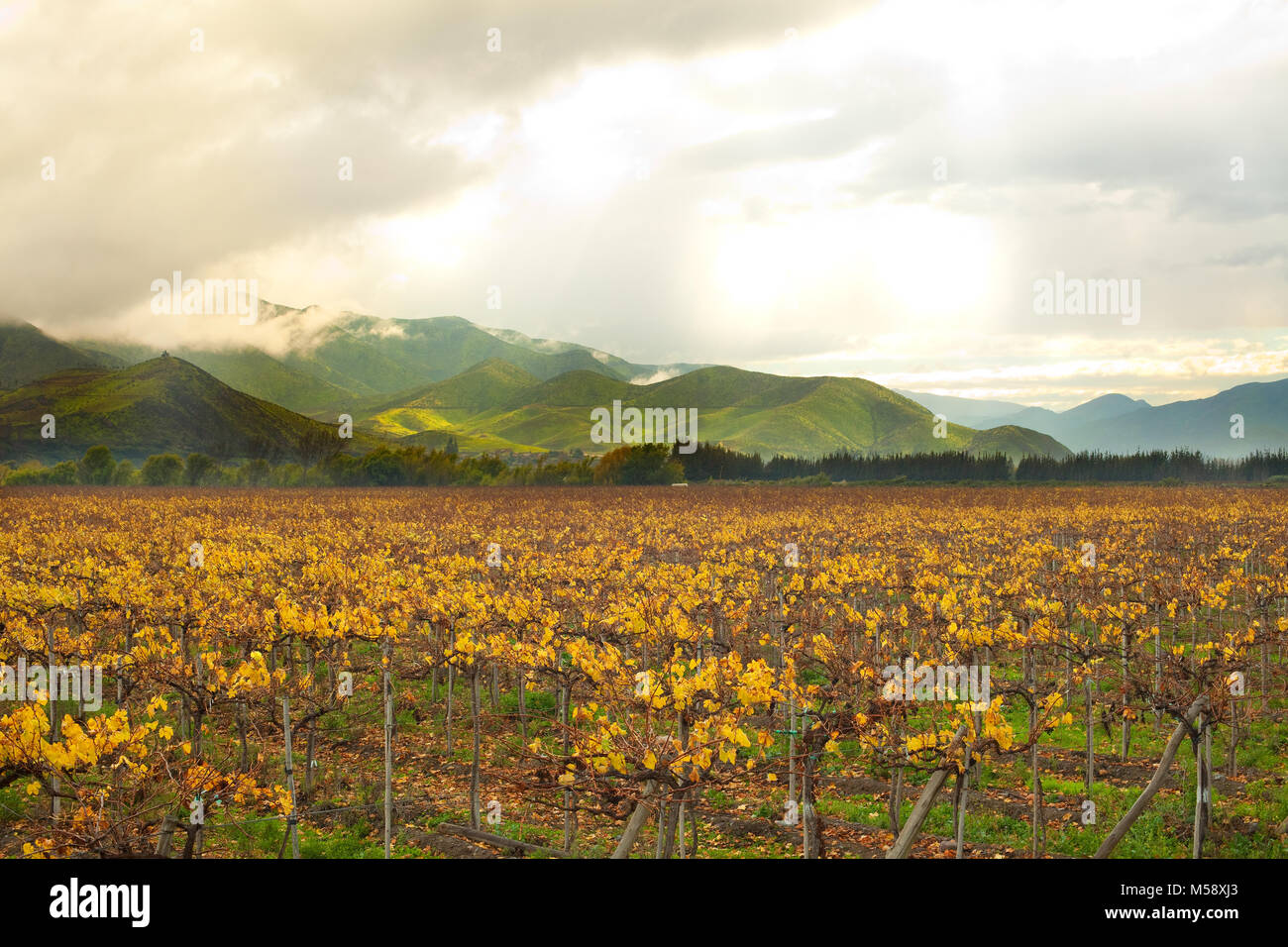 Grape crops at Elqui Valley, Coquimbo Region, Chile Stock Photo