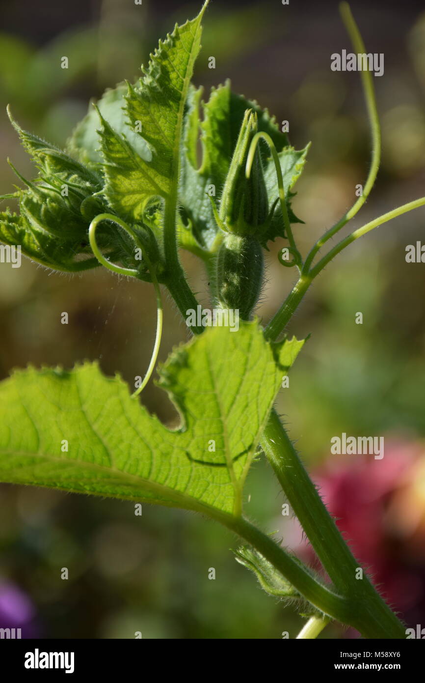Young Pumpkin Sprout on the Vegetable Garden. Stock Photo Stock Photo ...