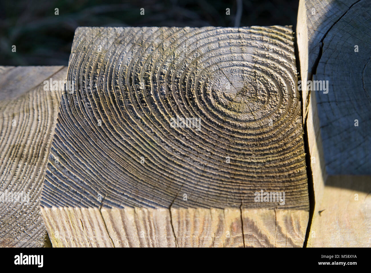 Annual rings wood hires stock photography and images Alamy
