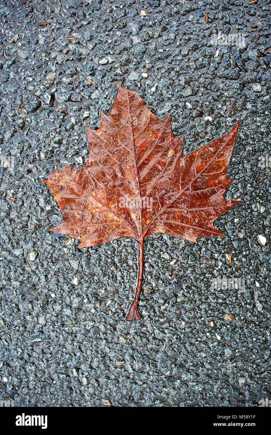 Ahornblatt auf der Strasse Stock Photo
