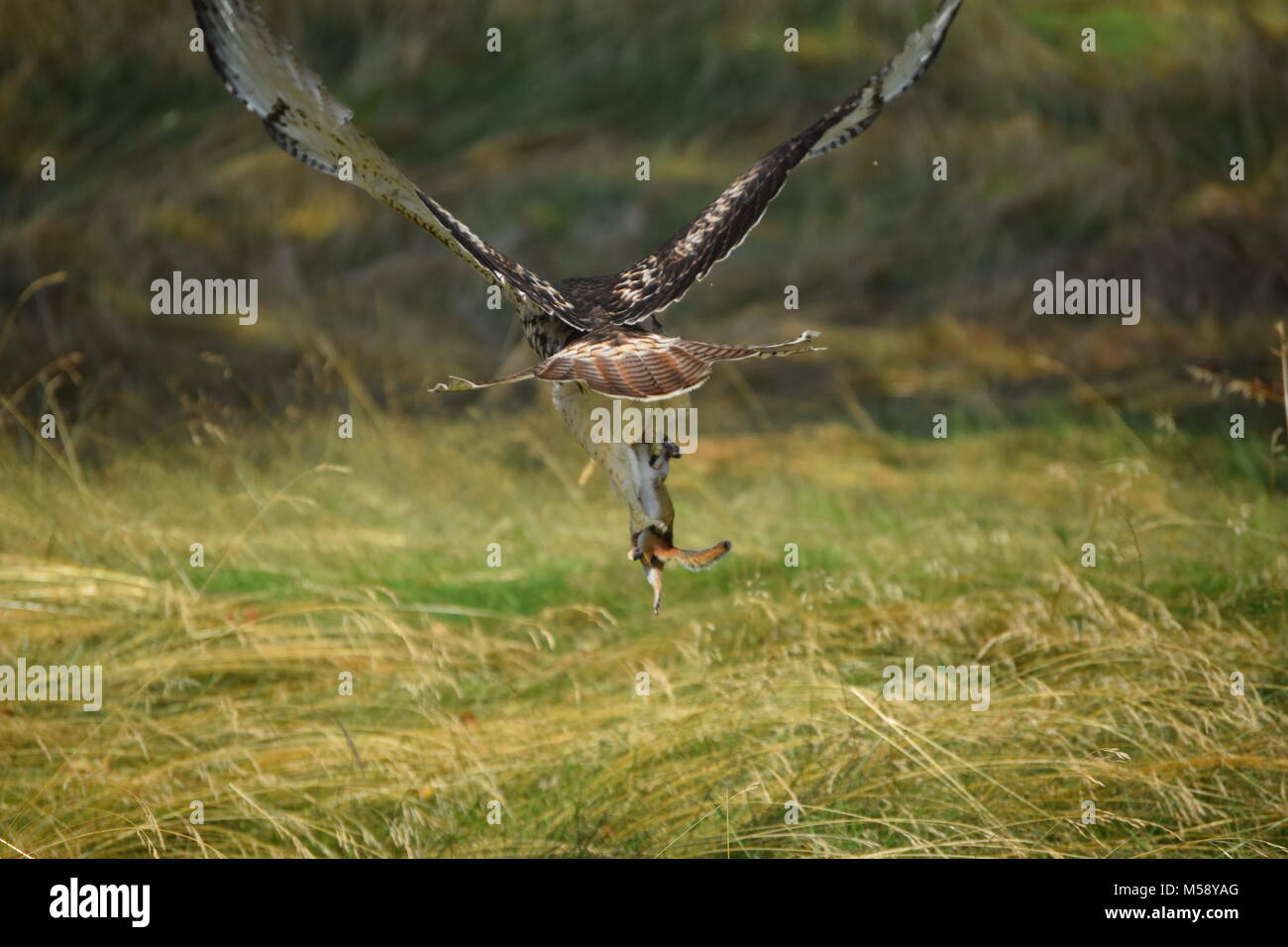 Red tailed hawk flying trees hi-res stock photography and images - Alamy