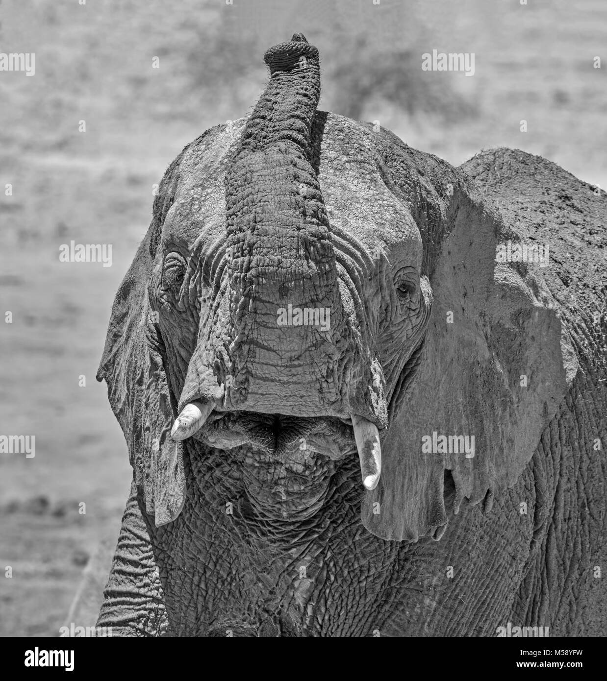 Closeup detail of an African Elephant face Stock Photo Alamy
