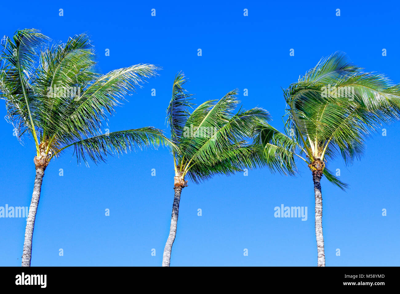 Hawaii palms in the wind Stock Photo