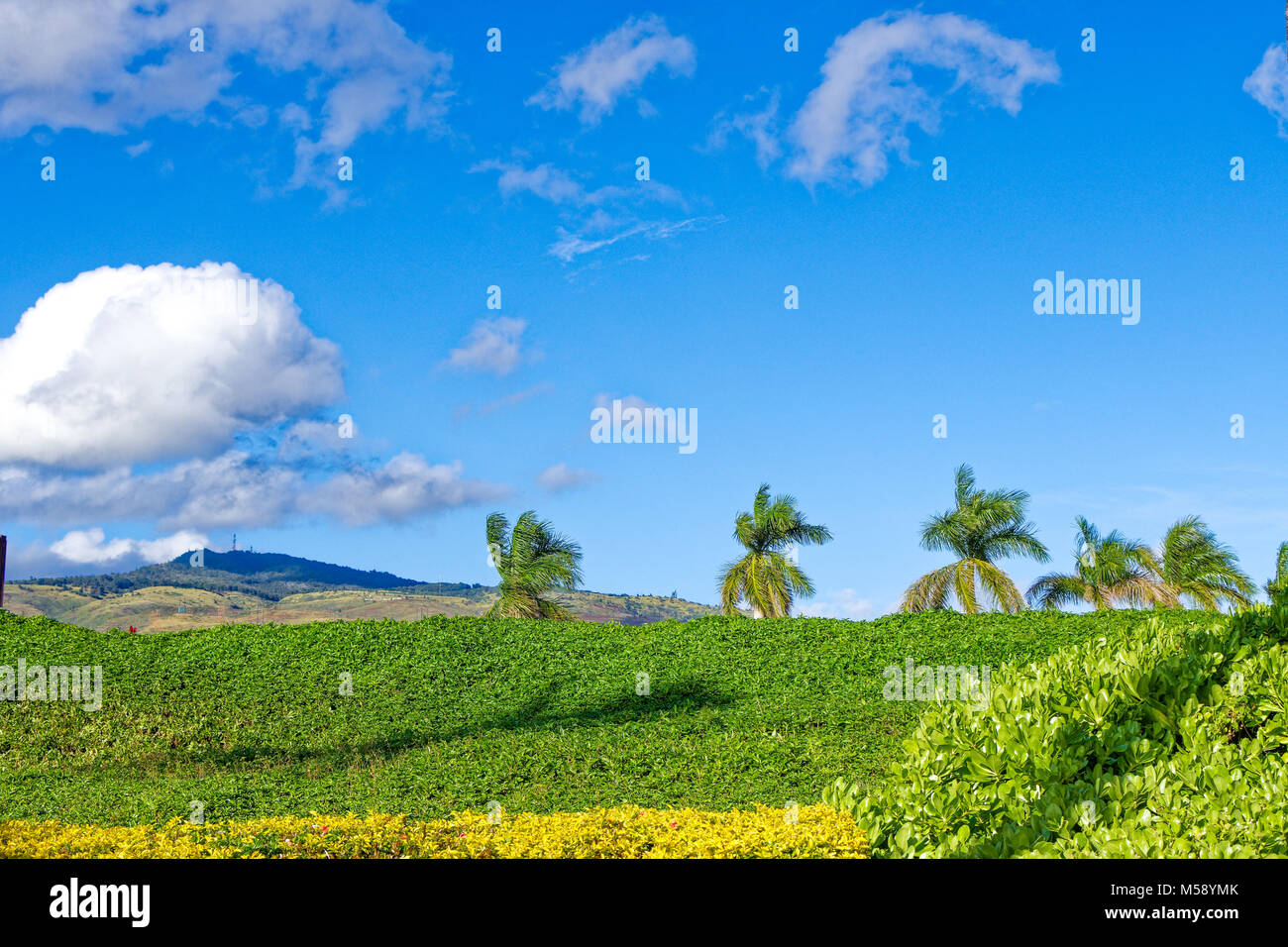 Hawaii palms with blue sky and clouds Stock Photo