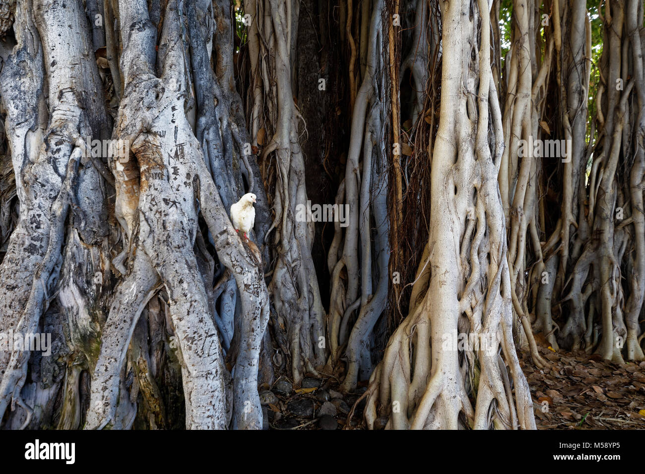 Hawaii white pigeon in banyan trees Stock Photo Alamy