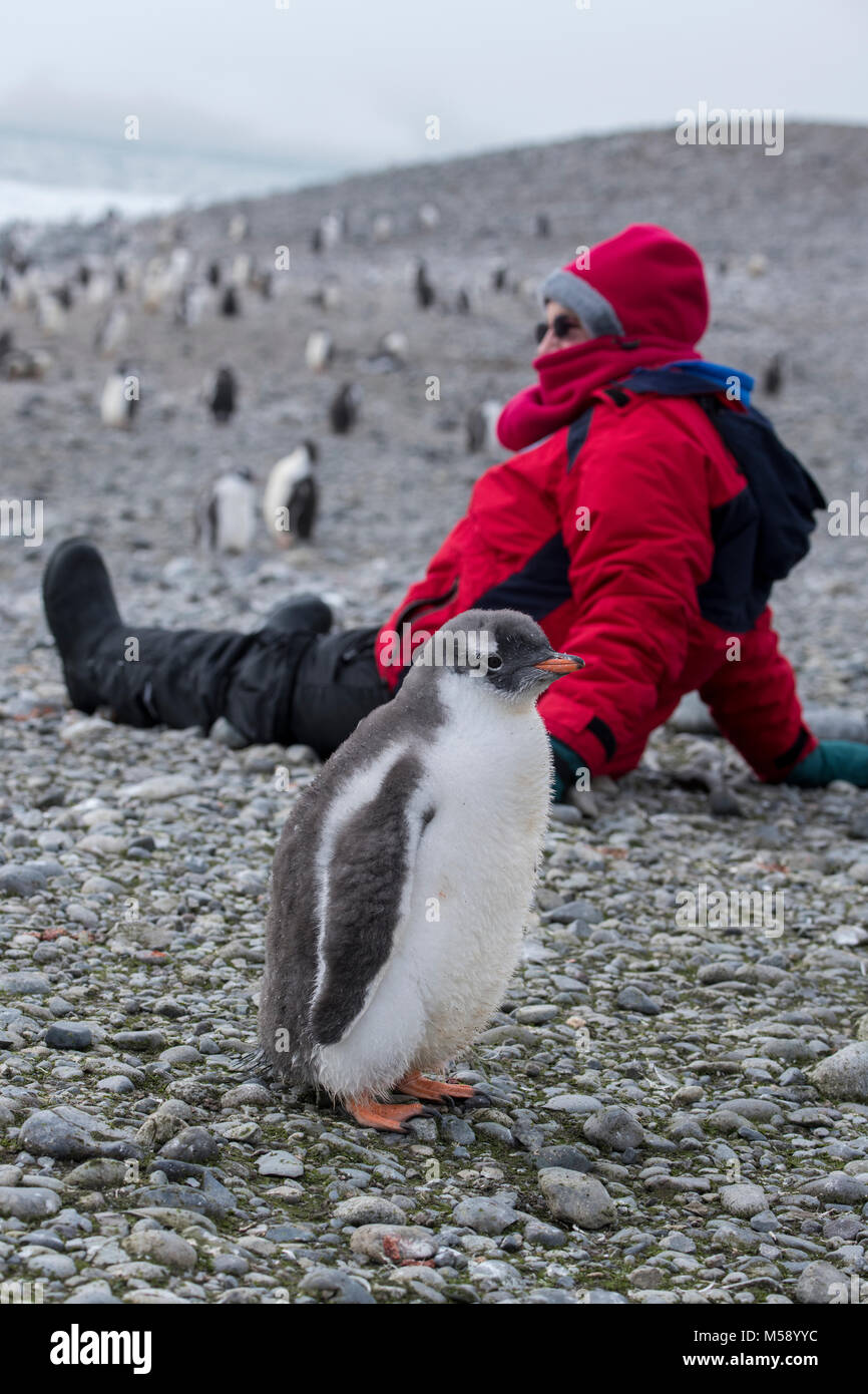 Antarctica, South Shetland Island, Yankee Harbour. Expedition tourist with Gentoo penguin chick (Pygoscelis papua) Stock Photo