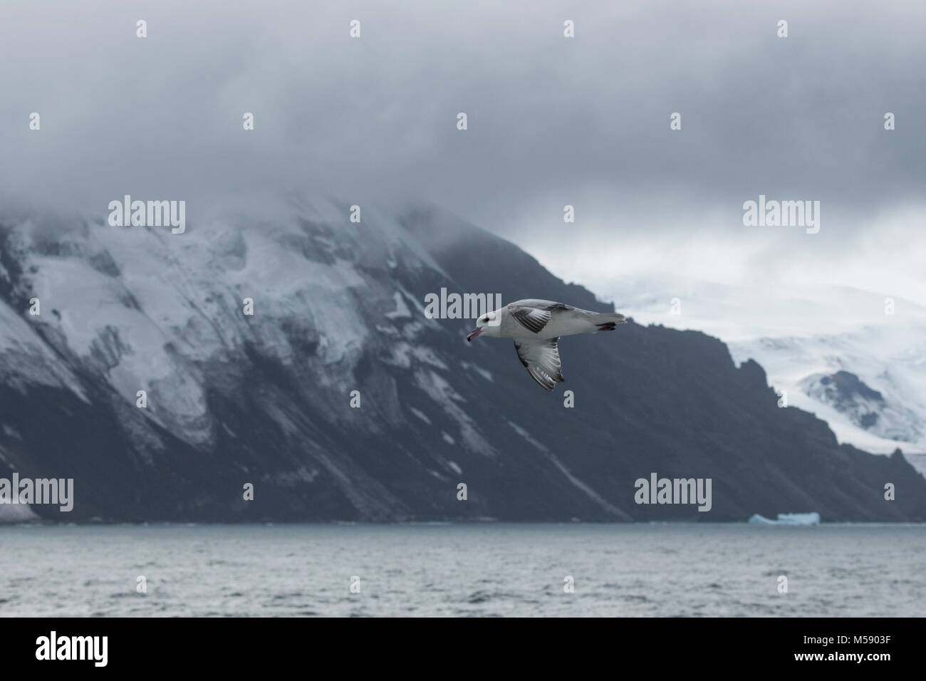 British Overseas Territory, South Sandwich Islands, Montagu Island, the