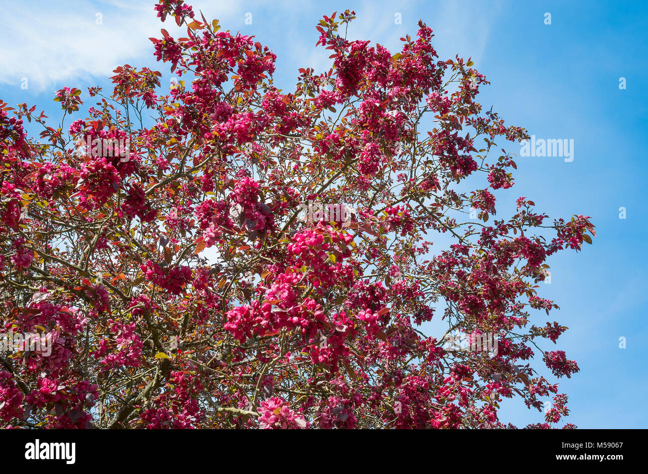 A lovely pink blossom covers the ornamental crab apple tree Malus Profusion in May in UK Stock Photo