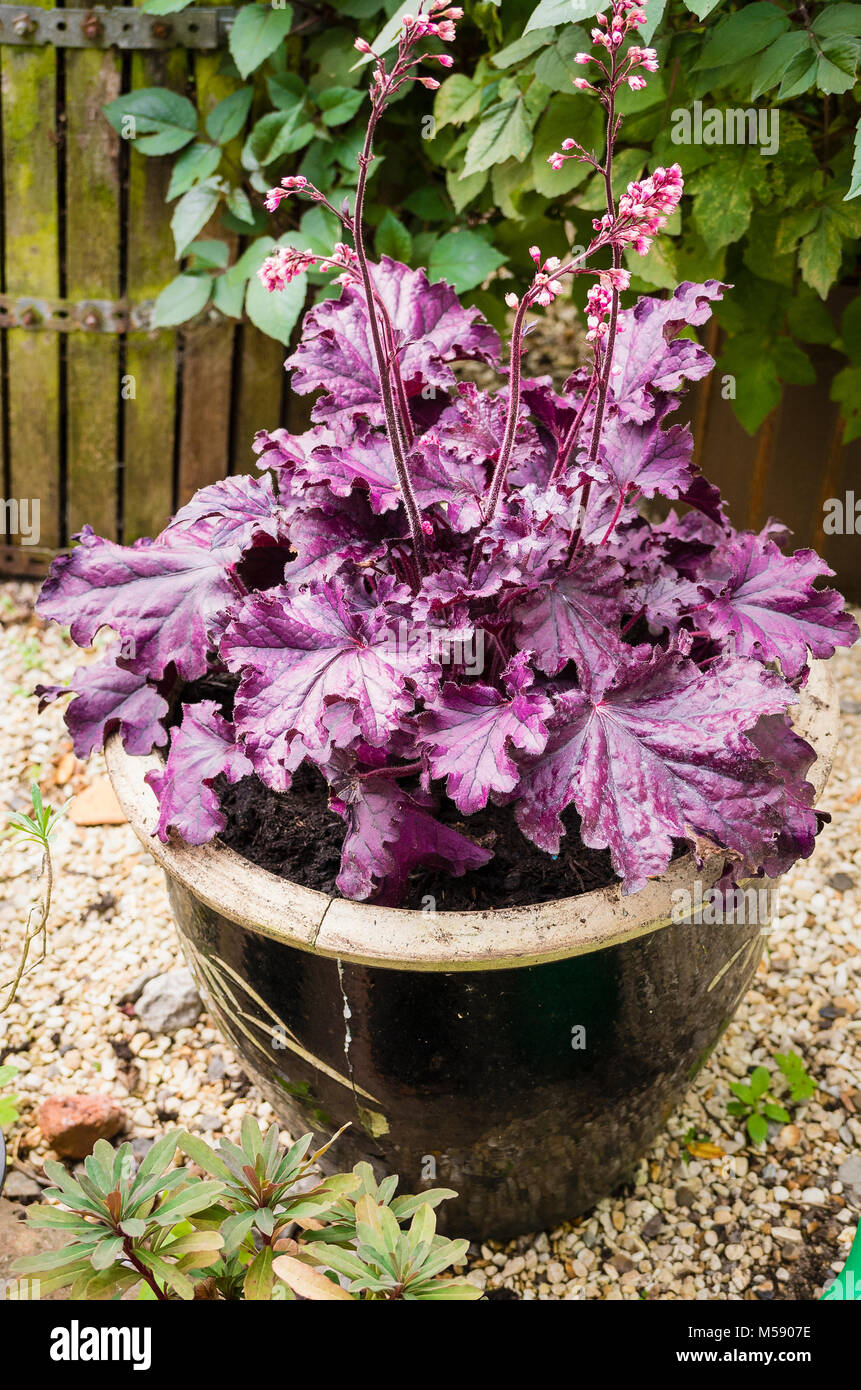 Attractive purple foliage of Heuchera Forever Purple in early autumn in UK Stock Photo