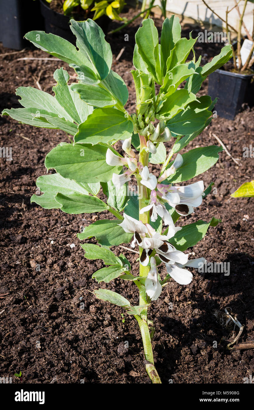 Solitary early Broad Bean plant in a raised planter in UK Stock Photo