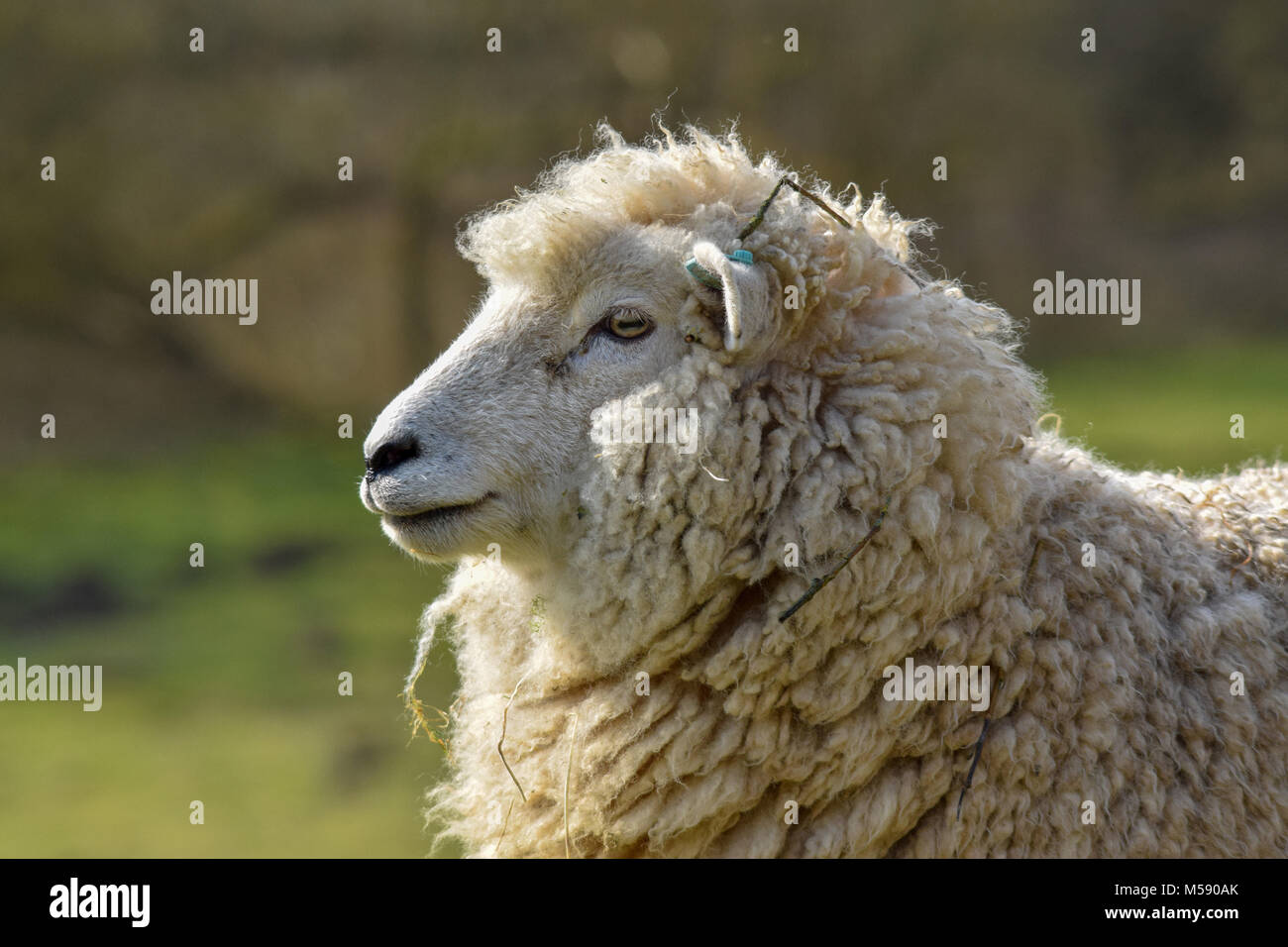 Sheep in the sun Stock Photo