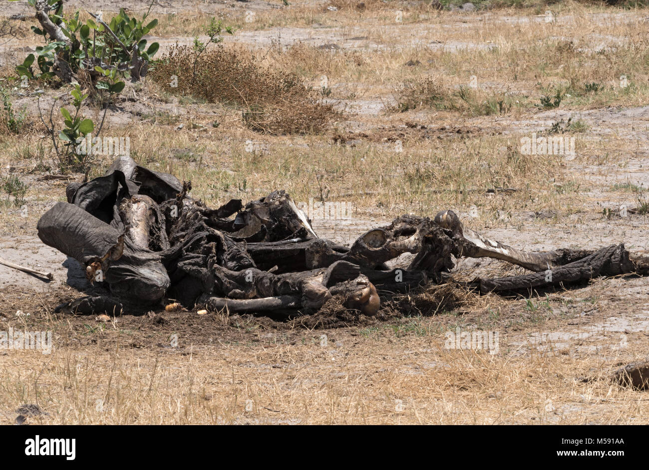 The mortal remains of an elephant in Chobe National Park, Botswana Stock Photo