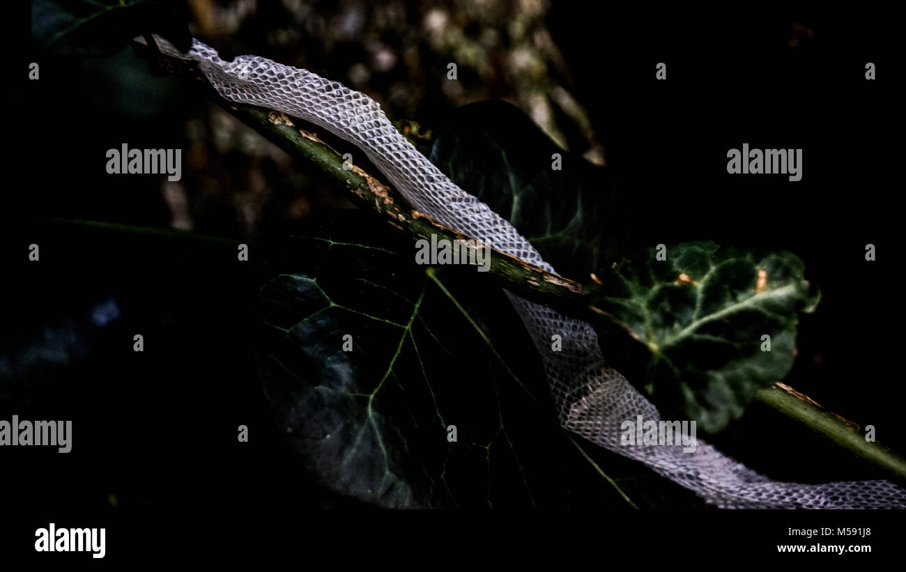 Snakes skin in the forest Stock Photo