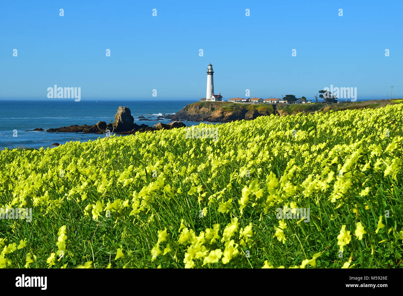 Fields of mustard at Pidgeon Point Lighthouse on the California Coast Stock Photo