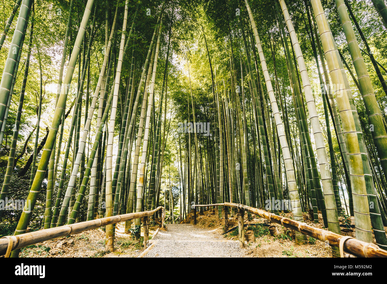 Bamboo forest Arashiyama near Kyoto, Japan Stock Photo