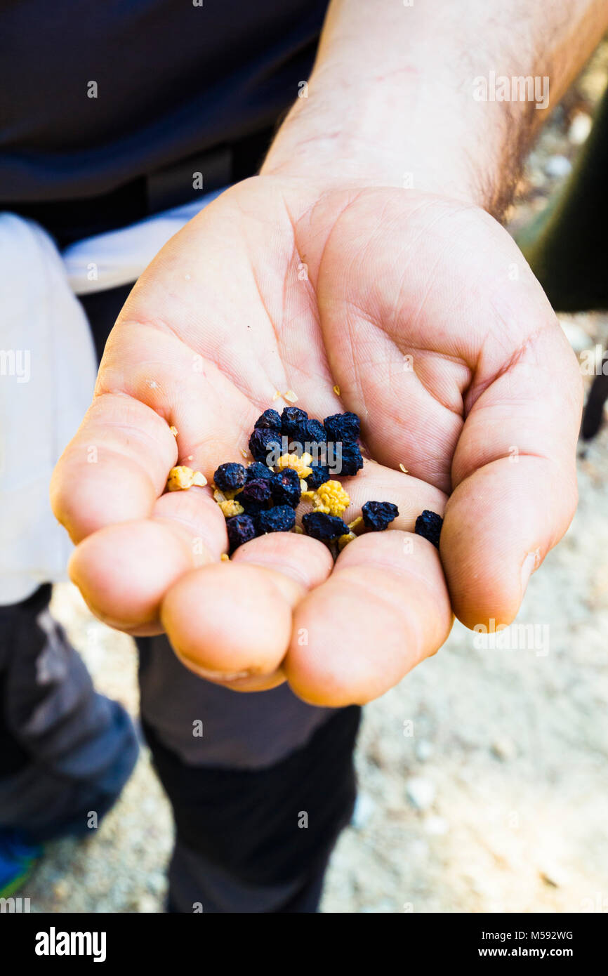 Dried fruit in the hand of a person Stock Photo