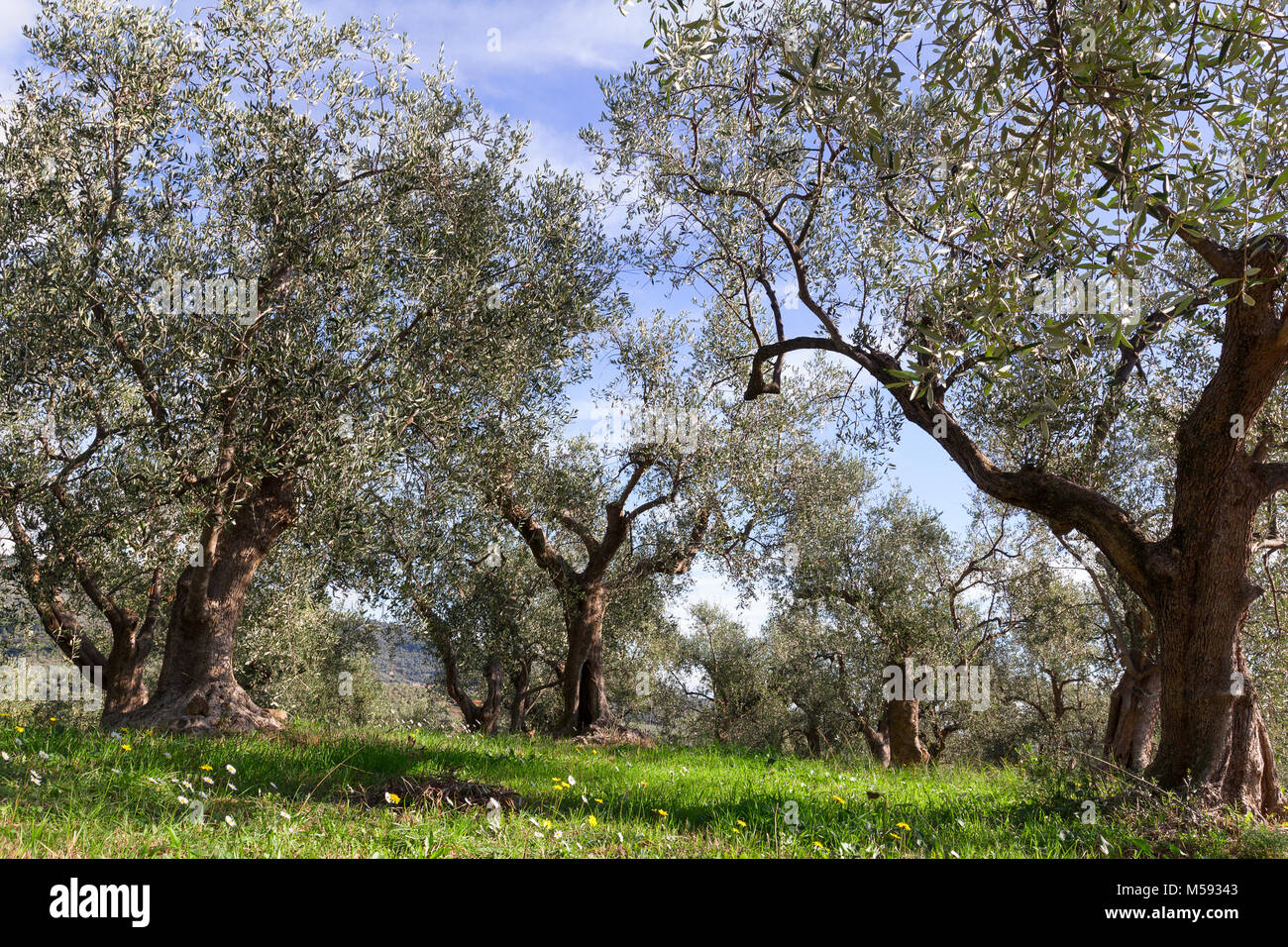olive trees of Liguria Italian campaigns Stock Photo