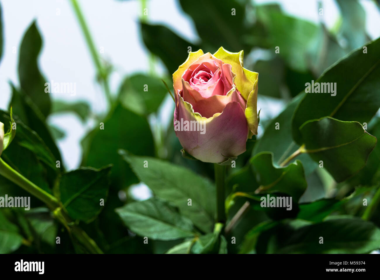 Roses Spring Flowers Stock Photo Alamy Roses Spring Flowers Stock Photo Alamy