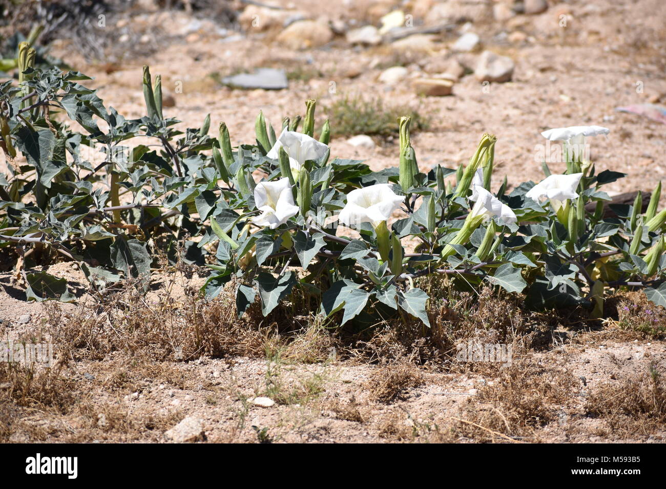 Arrests Made After 6 Found Dead In Mojave Desert, California