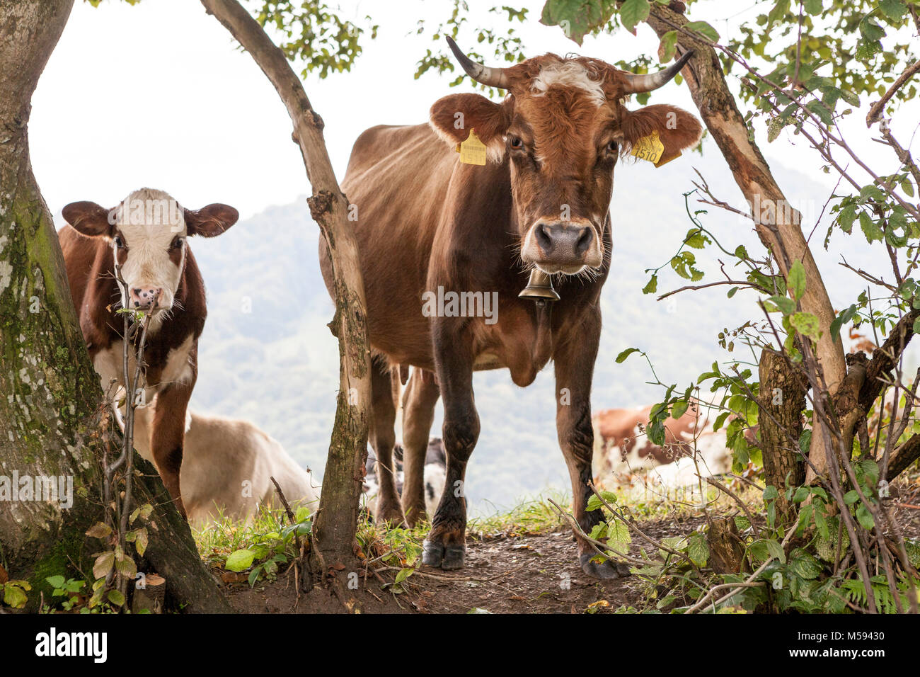 Cows looking at camera Stock Photo - Alamy
