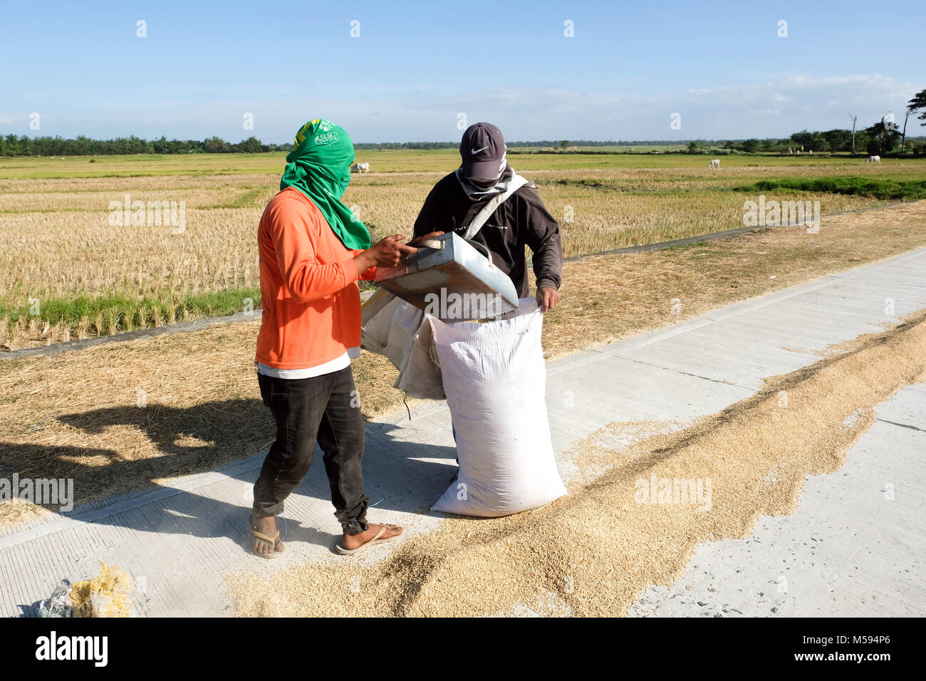 Rice is laid out to dry on the roadside and then swept up and packed in sacks. Luzon, The Philippines Stock Photo