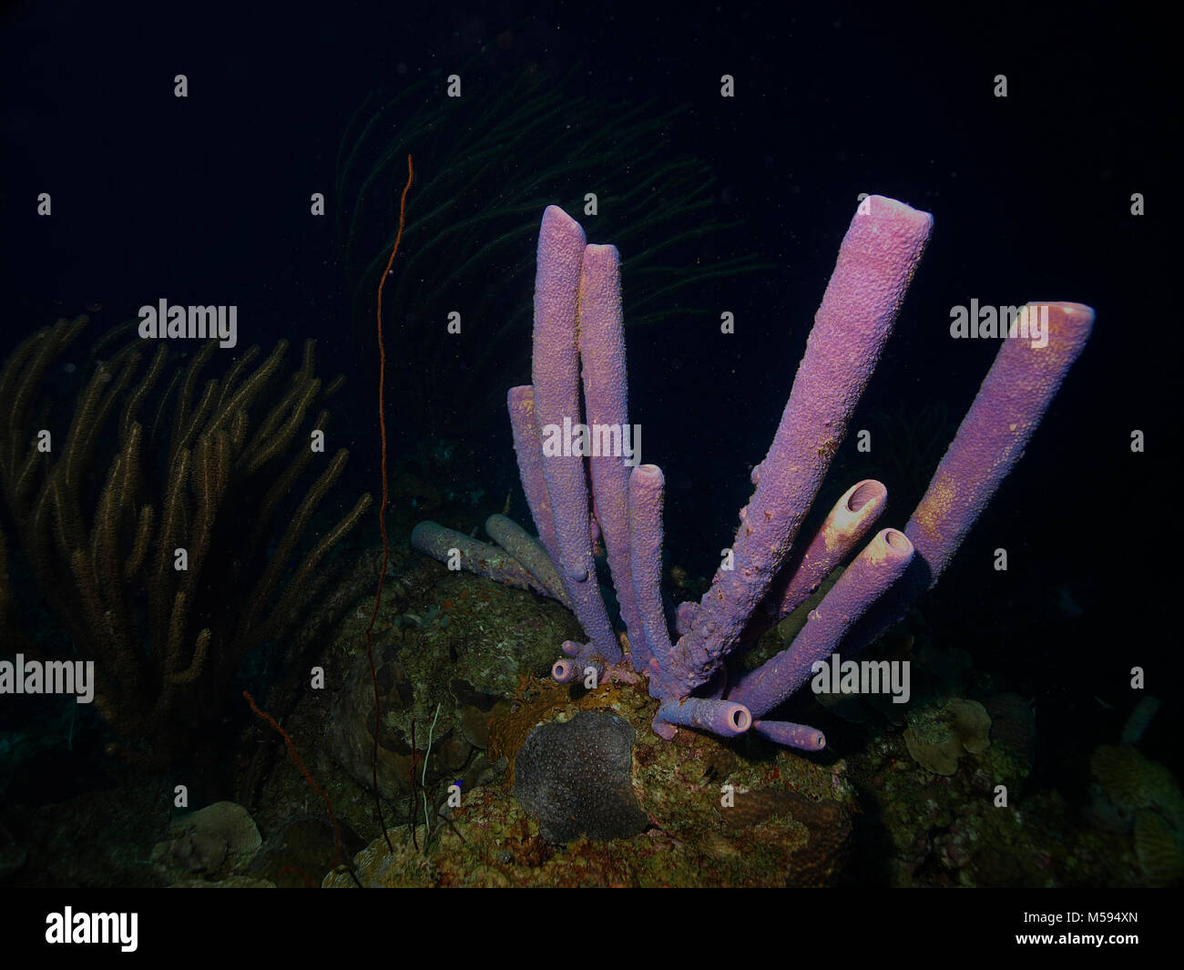 giant tube sponge at Bonaire Stock Photo