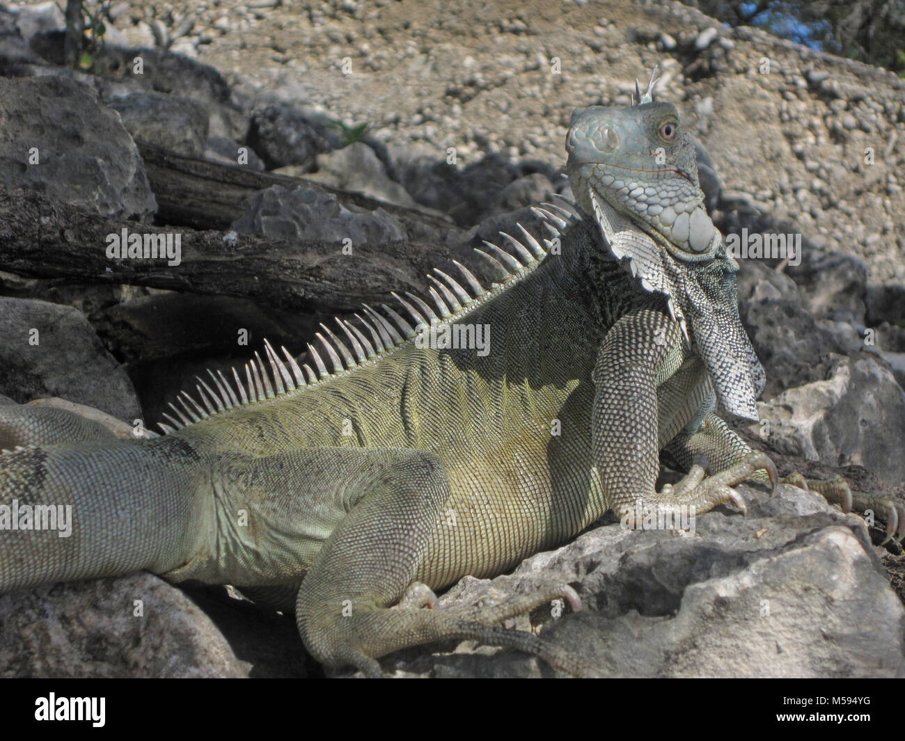 Green Iguana at Bonaire captures picnic Stock Photo