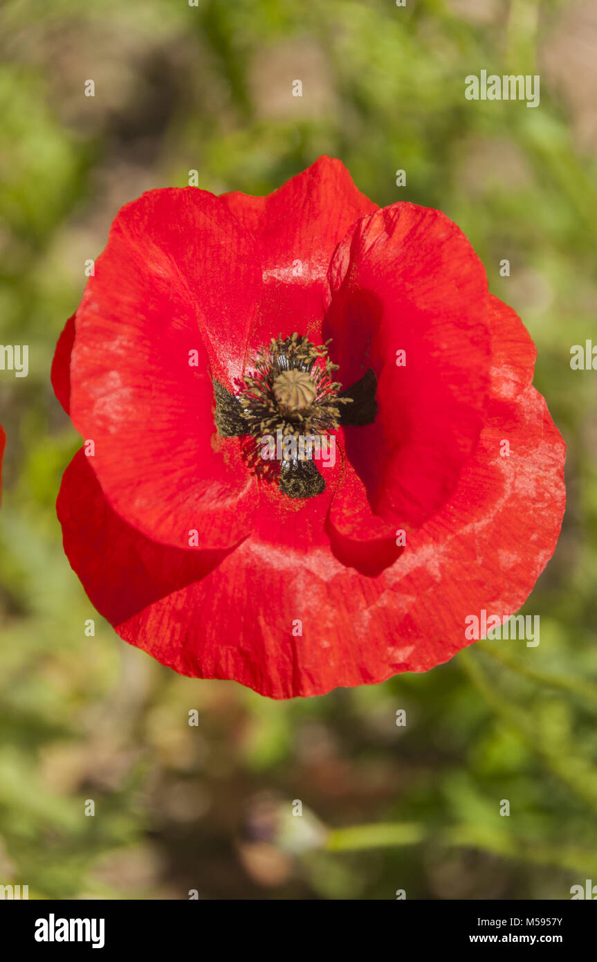 Elk225-1327v France, Tarn, Penne, Coquelicot poppy flower Stock Photo -  Alamy