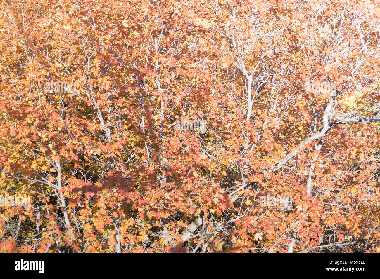 Beautiful, colorful Fall leaves Stock Photo
