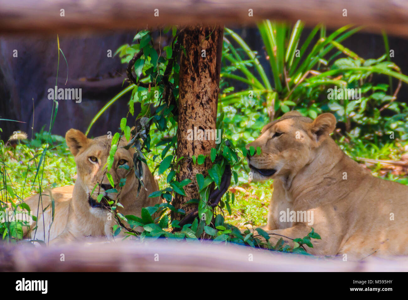 Cute couple white lion, a rare color mutation of the lion. White lions in  the area of Timbavati were thought to have been indigenous to the Timbavati  Stock Photo - Alamy