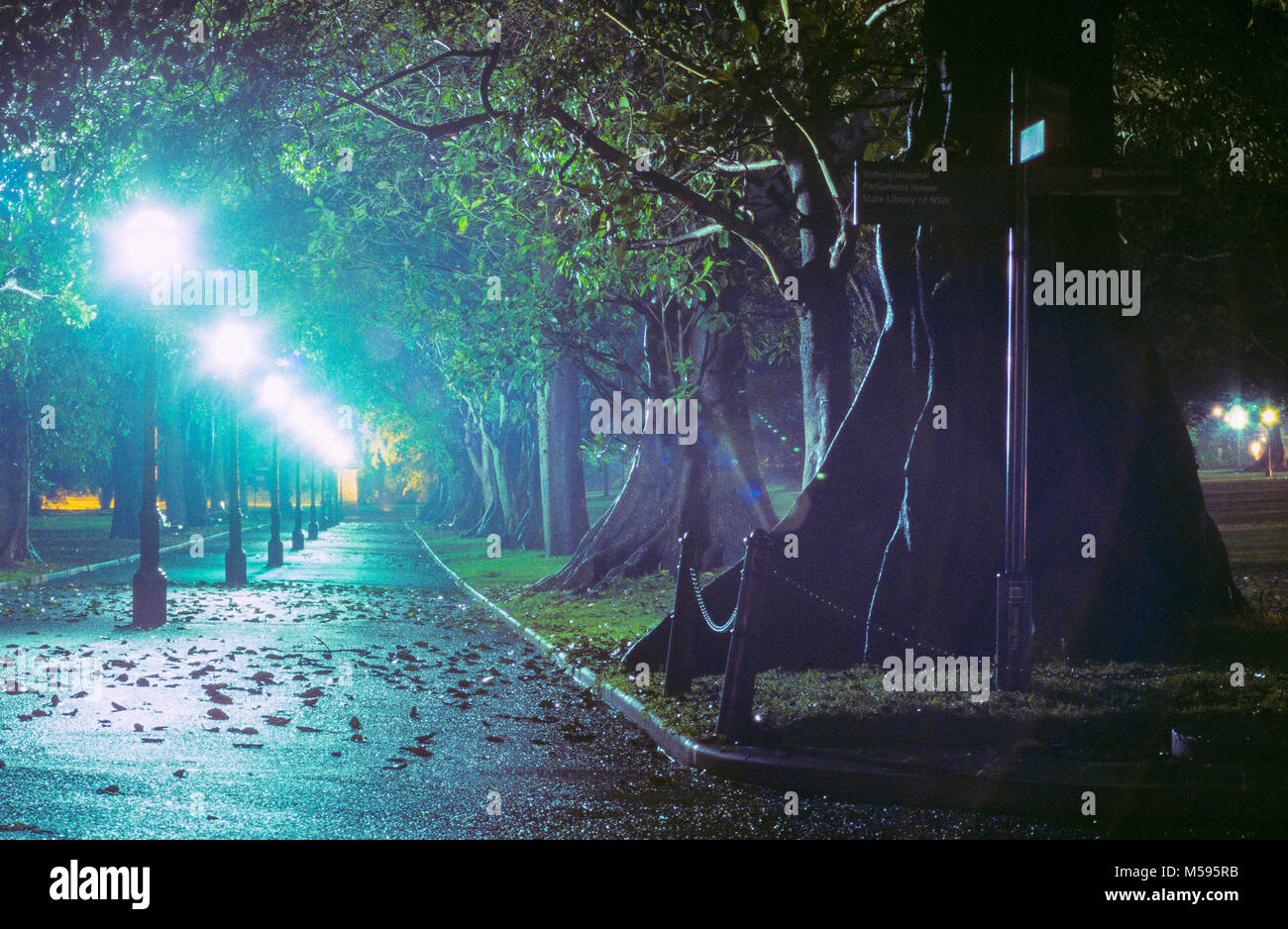 A foggy night on a treelined pathway in the Phillip Precinct of The Domain parkland in Sydney