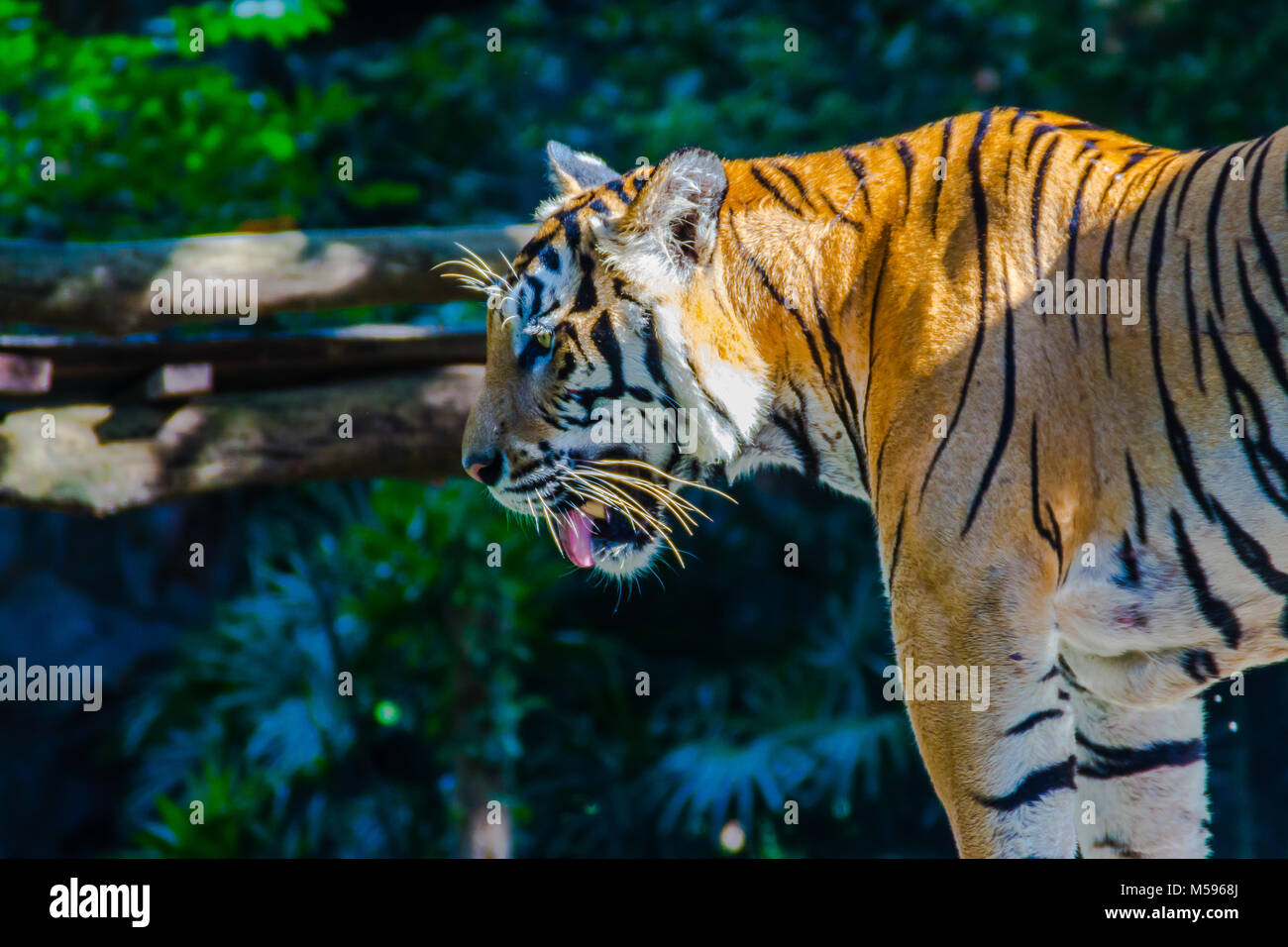 Indochinese tiger (Panthera tigris tigris), a tiger population that ...