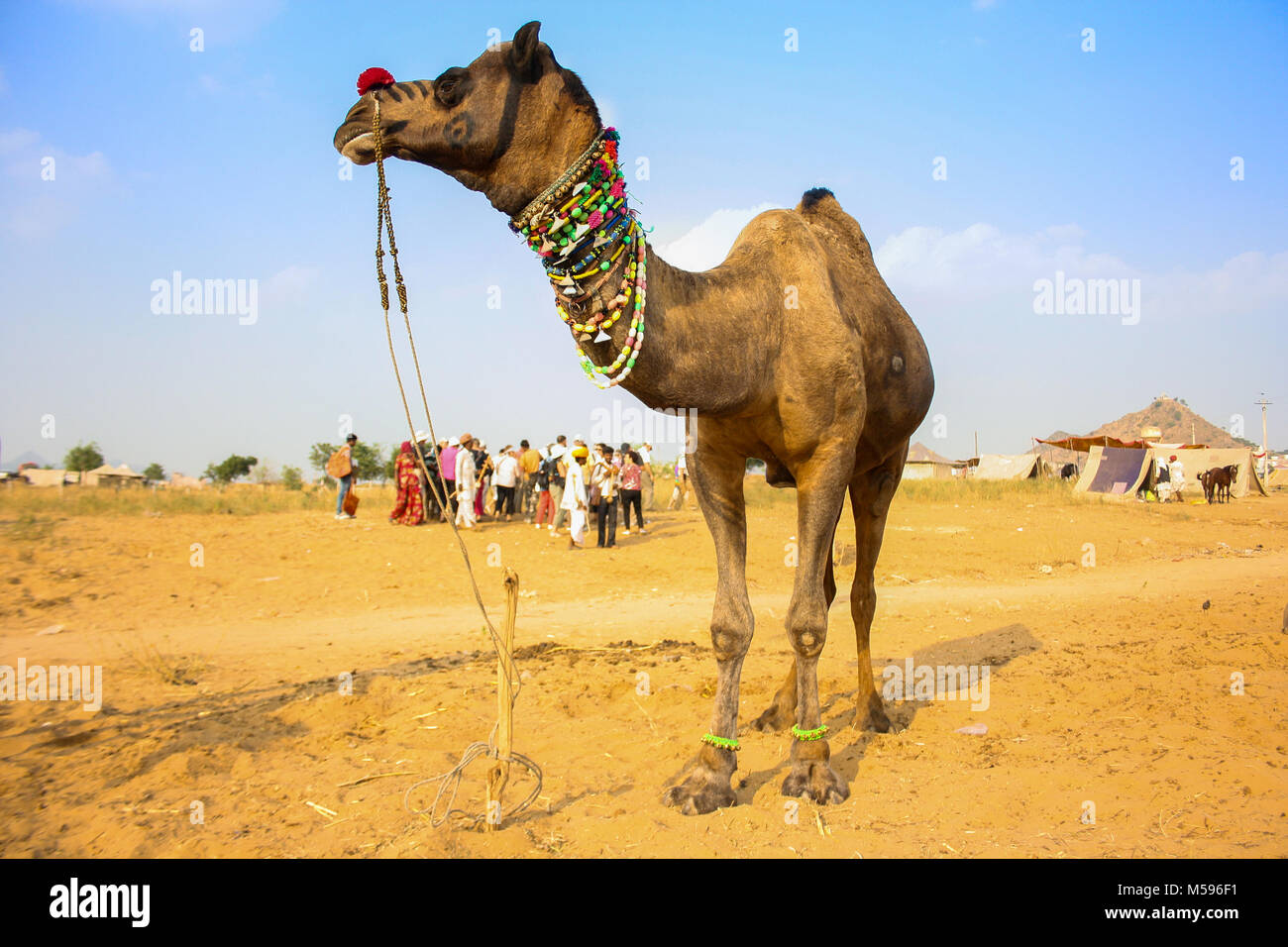 Cattle Fair, Pushkar, Ajmer, Rajasthan, India Stock Photo