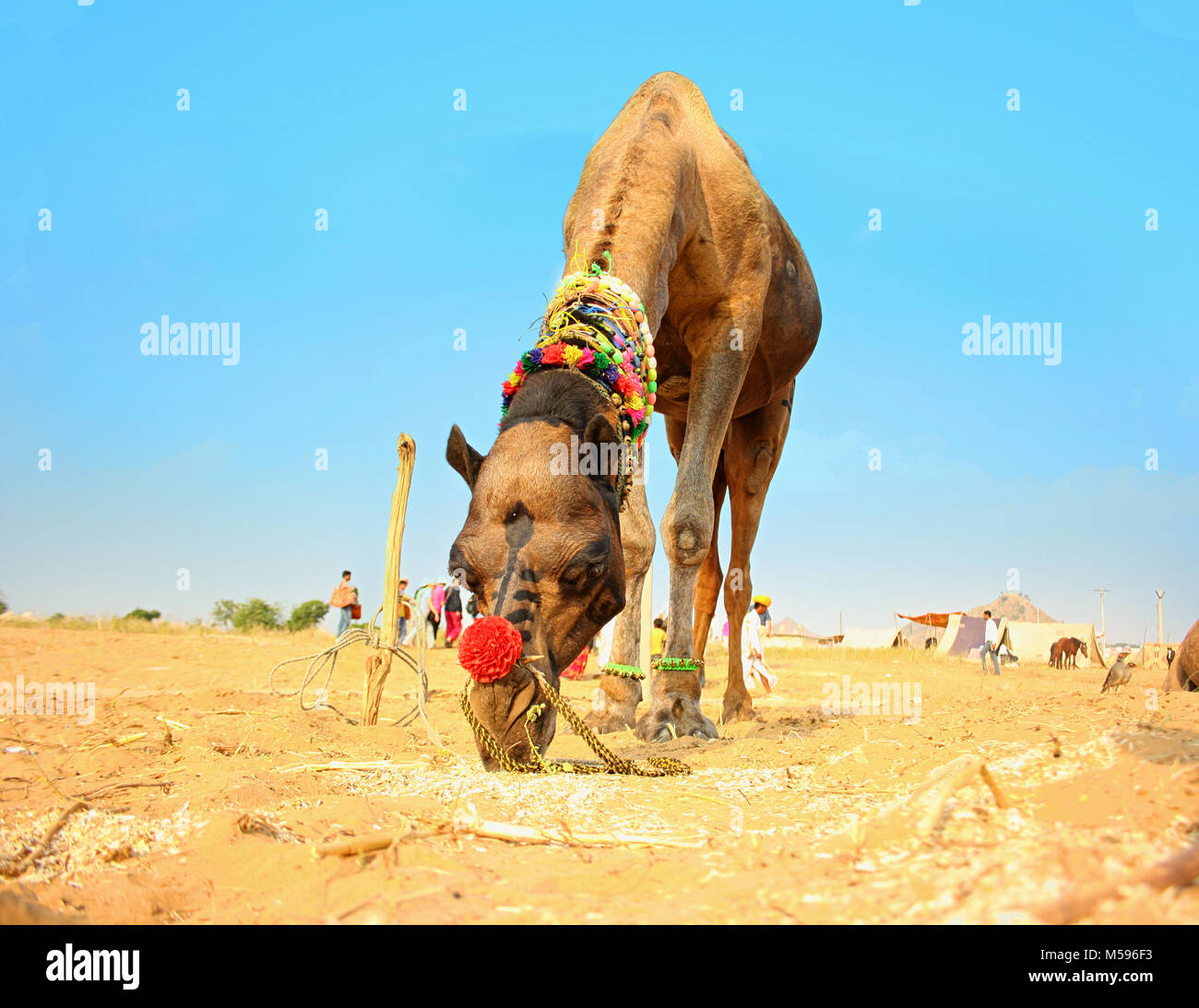 Cattle Fair, Pushkar, Ajmer, Rajasthan, India Stock Photo