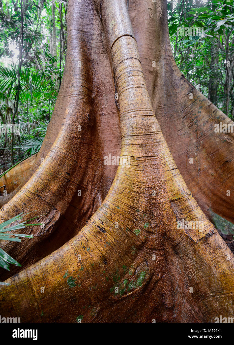 Giant Buttress Roots Tree in the rainforest, Yungaburra, Atherton