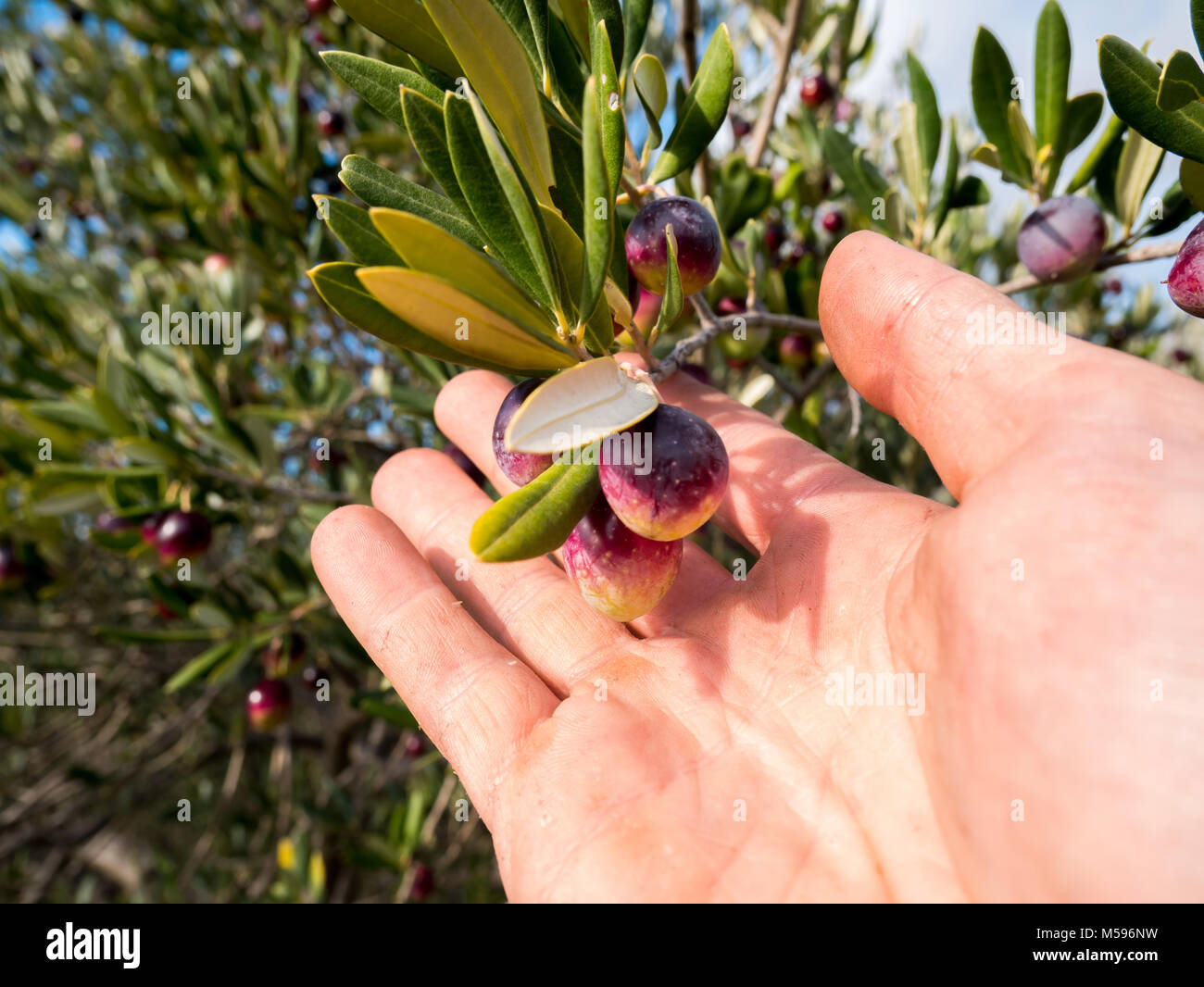 Male worker harvesting olives from tree Stock Photo