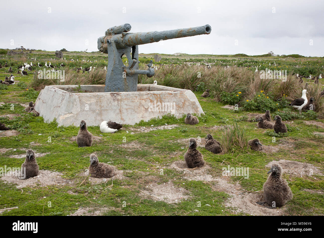 World War II 3' anti-aircraft gun of naval air station on Midway Atoll from 1942 - 1945 and Laysan Albatross nesting colony on Eastern Island Stock Photo