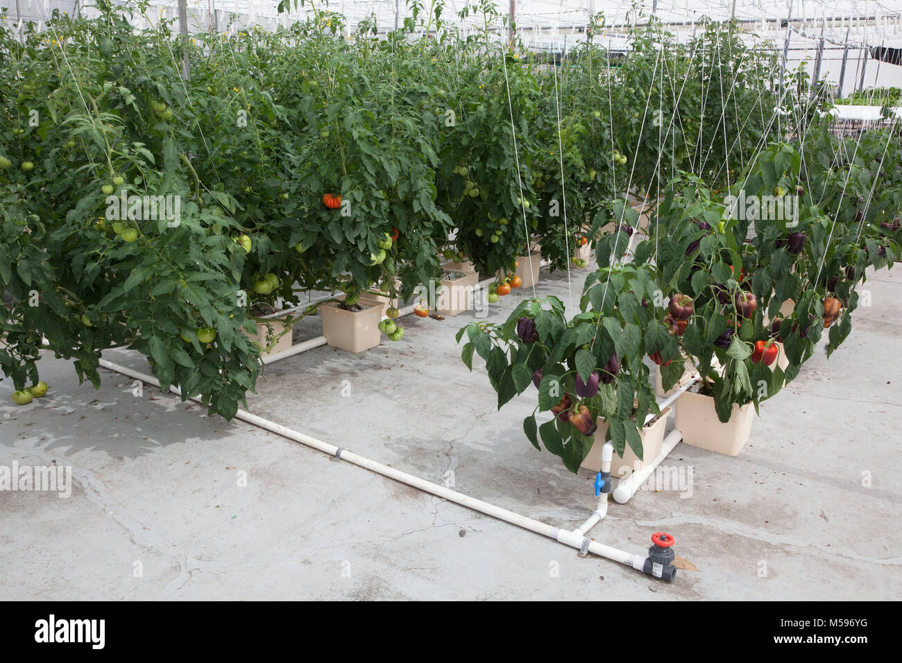 Bell pepper plants hires stock photography and images Alamy