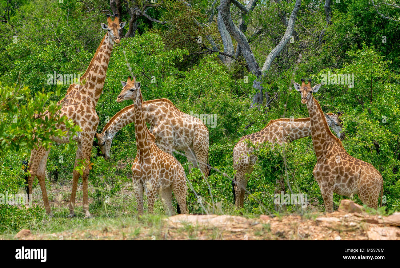 journey of giraffe eating Stock Photo