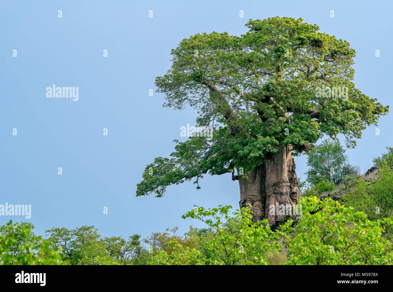 single baobab tree Stock Photo Alamy
