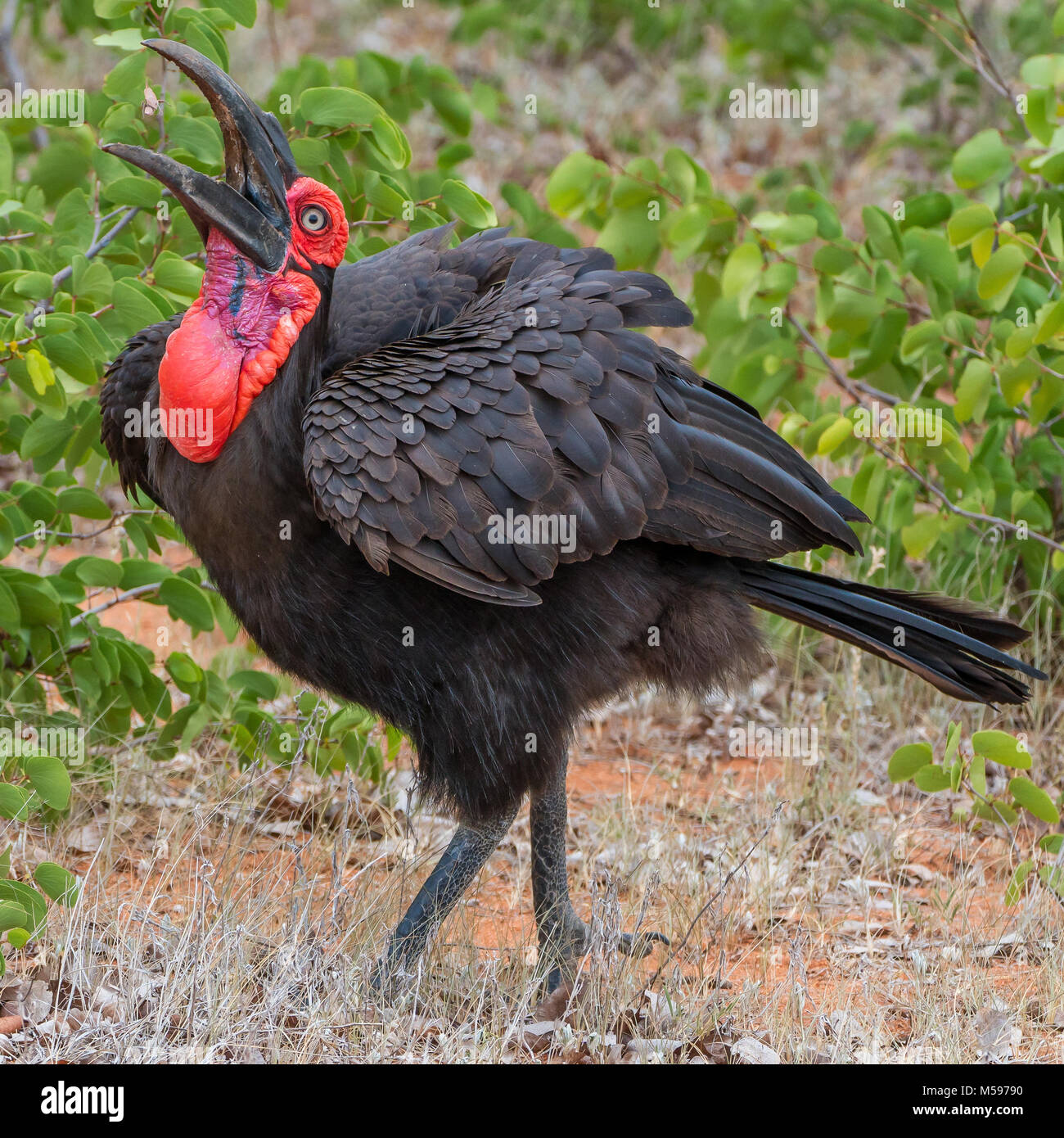 southern ground hornbill Stock Photo