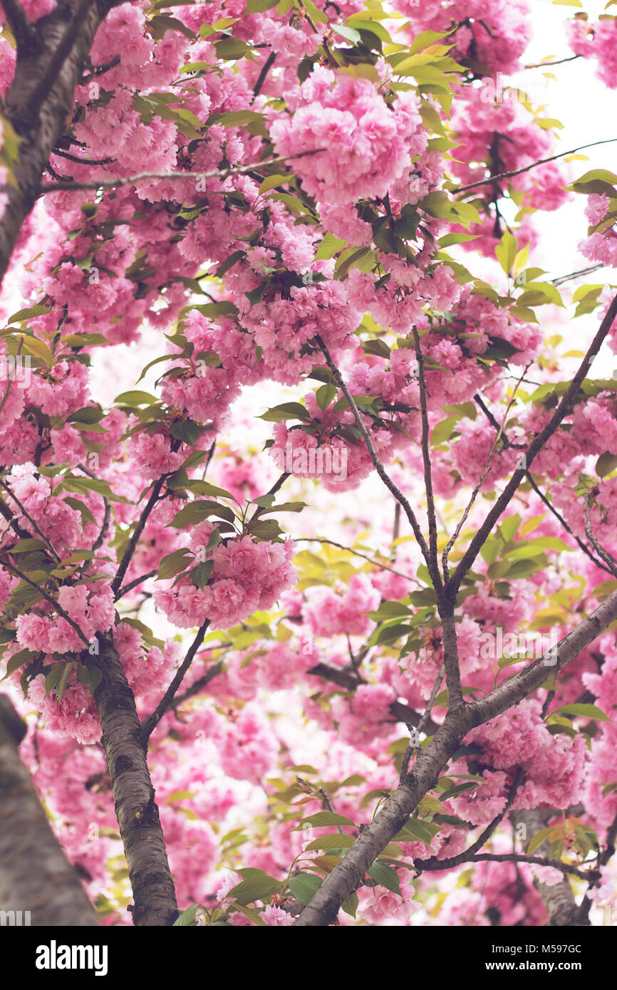 Cherry pink blossoms close up; blooming pink cherry tree with sunshine ...