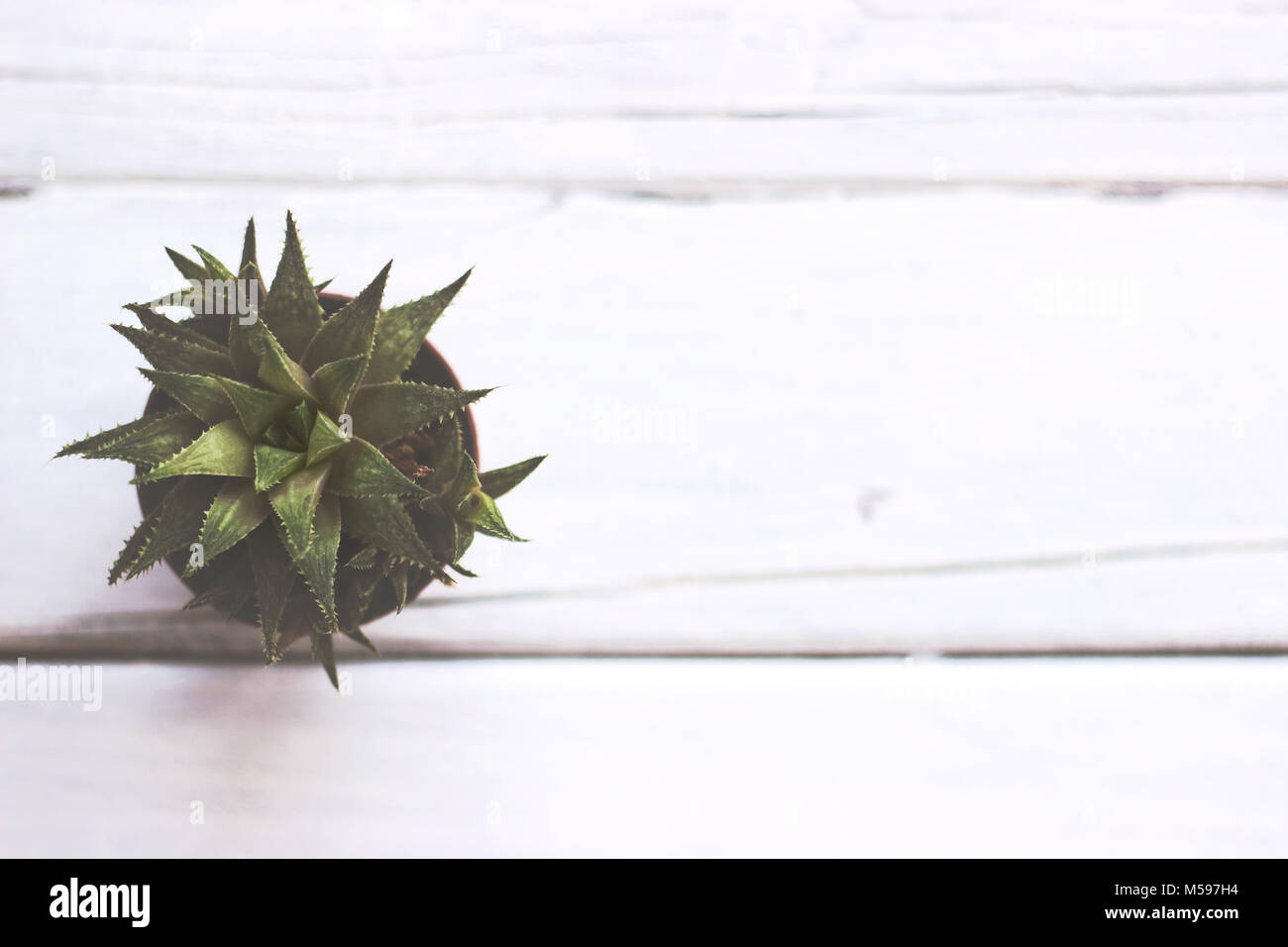 Small decorative succulent plant on white wooden table, with copy space Stock Photo