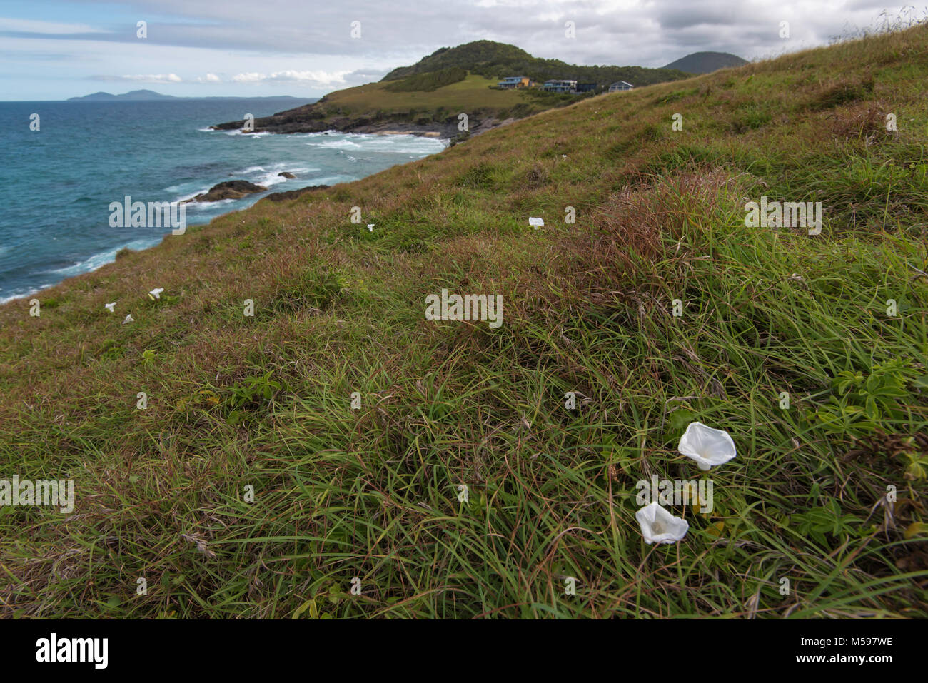 White flower heads of the Moon Flower (Ipomoea alba) an invasive pest plant (part of the Morning Glory family) appear among long grass on a headland. Stock Photo