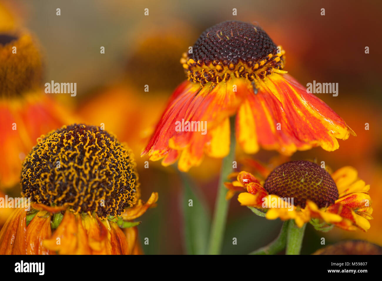 helenium mardi gras seeds