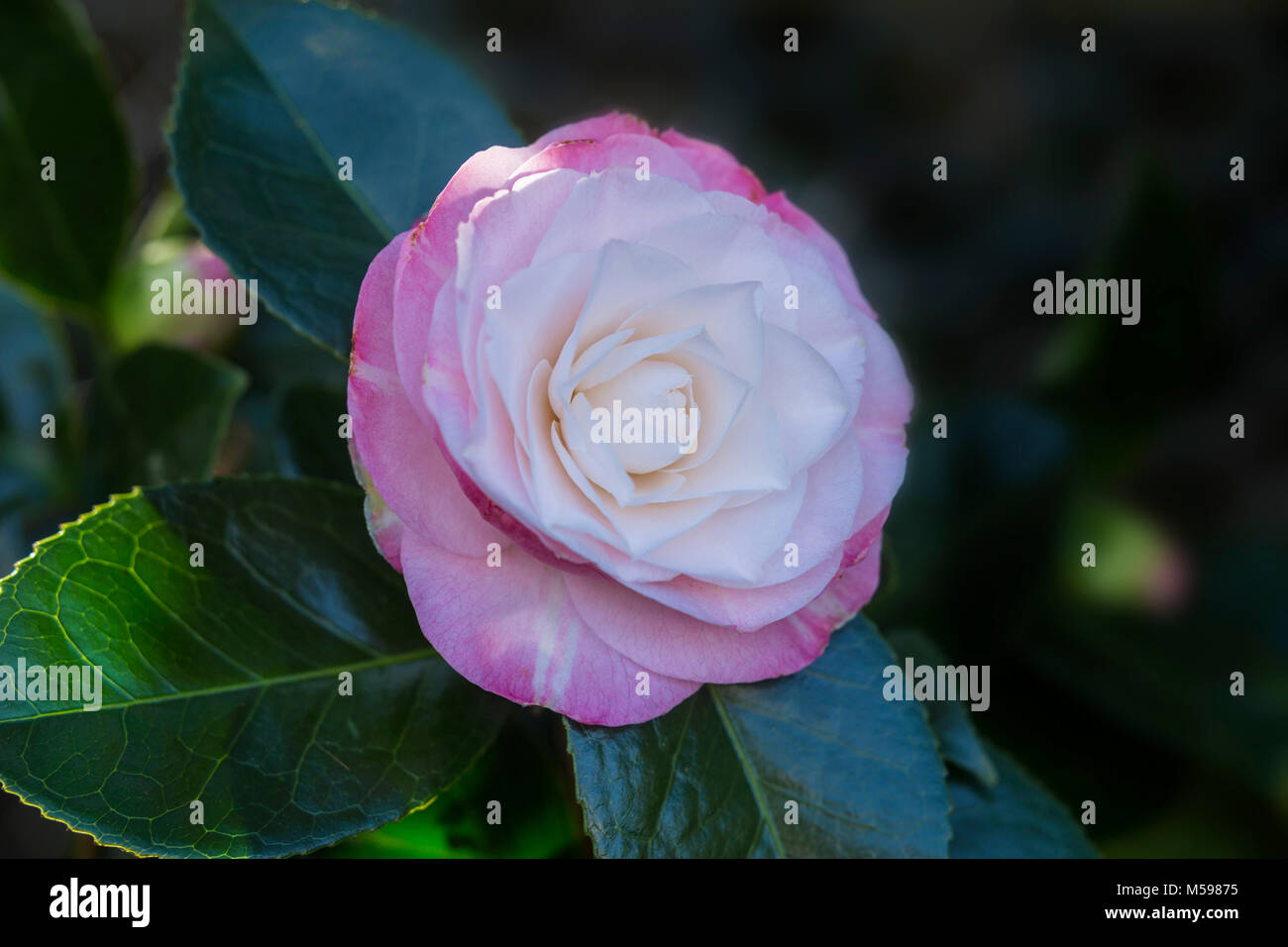 Camellia japonica garden hi-res stock photography and images - Alamy