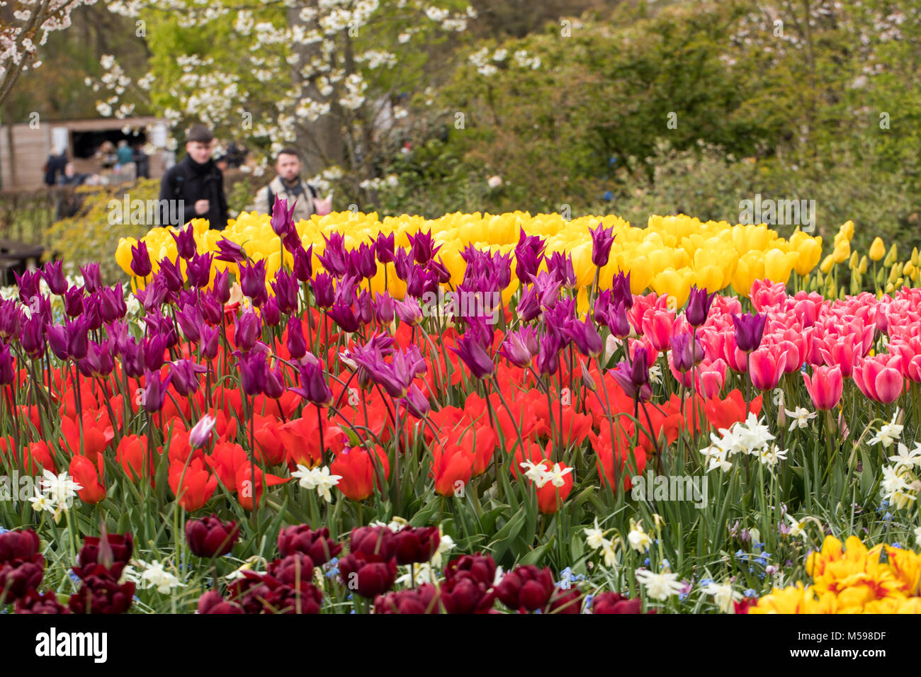 colorful tulips and daffodils blooming in a garden Stock Photo - Alamy