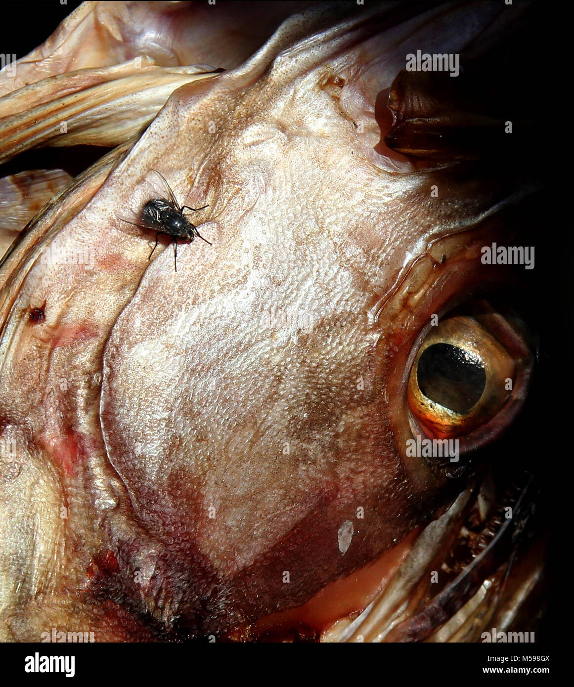 Fish head with fly Stock Photo